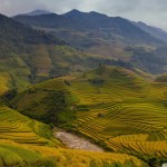 rice_terraces_vietnam-wallpaper-1920x1200
