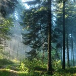the_thick_forest-wallpaper-1920x1080